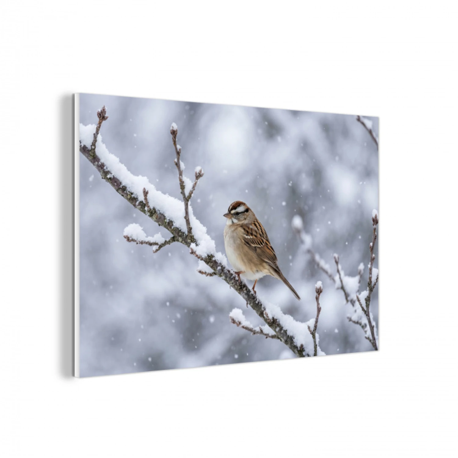 Vogel - Tak - Sneeuw - Winter forex 5mm xxl -3d
