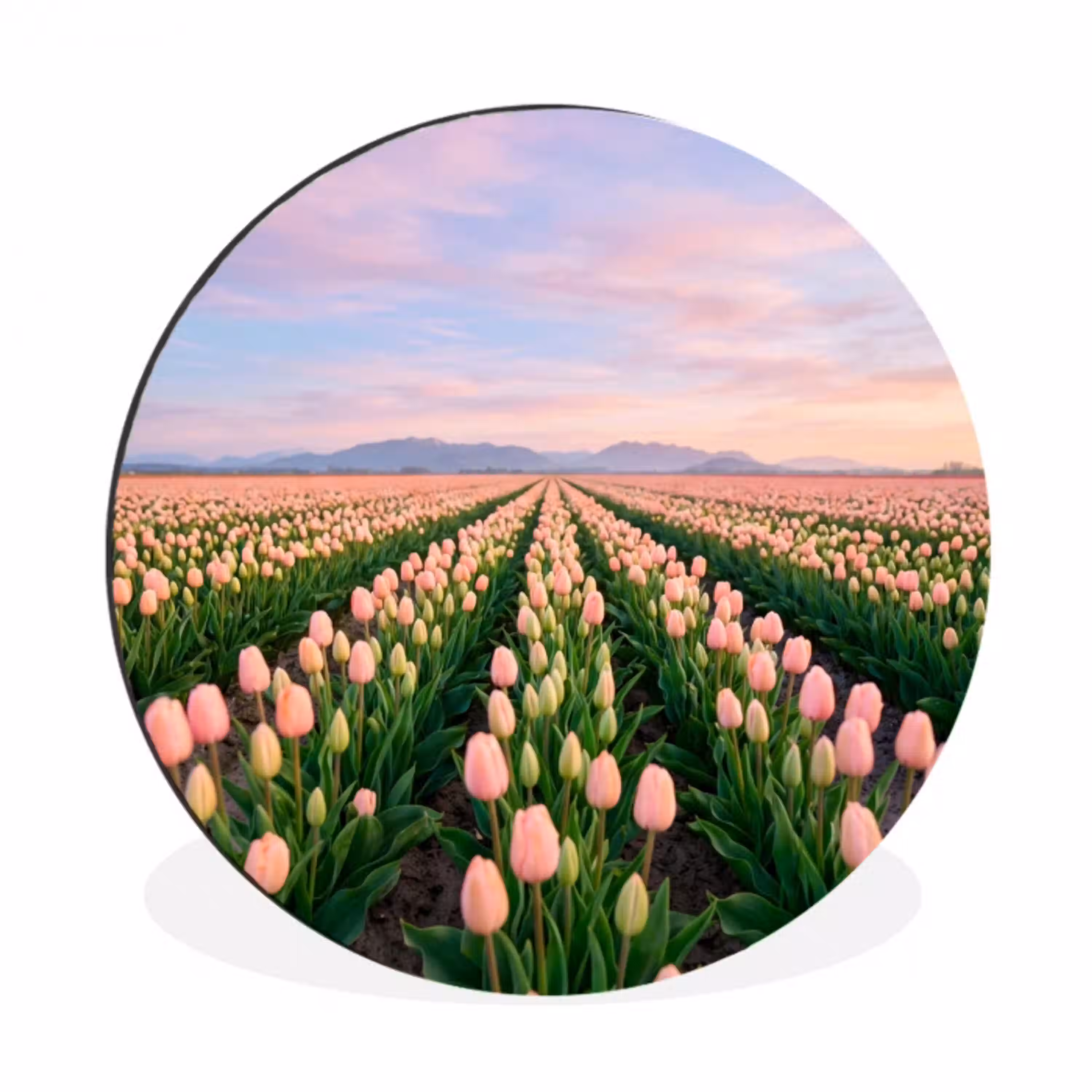 Tulpen - Landschap - Roze Wandcirkel aluminium klein -3d
