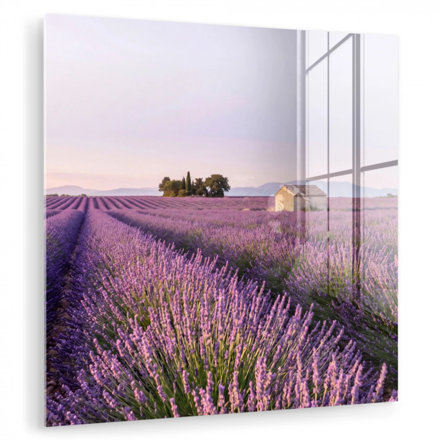 Lavendel - Landschap - Sereen - Paars plexiglas 5mm klein -zzzproduct_nieuw