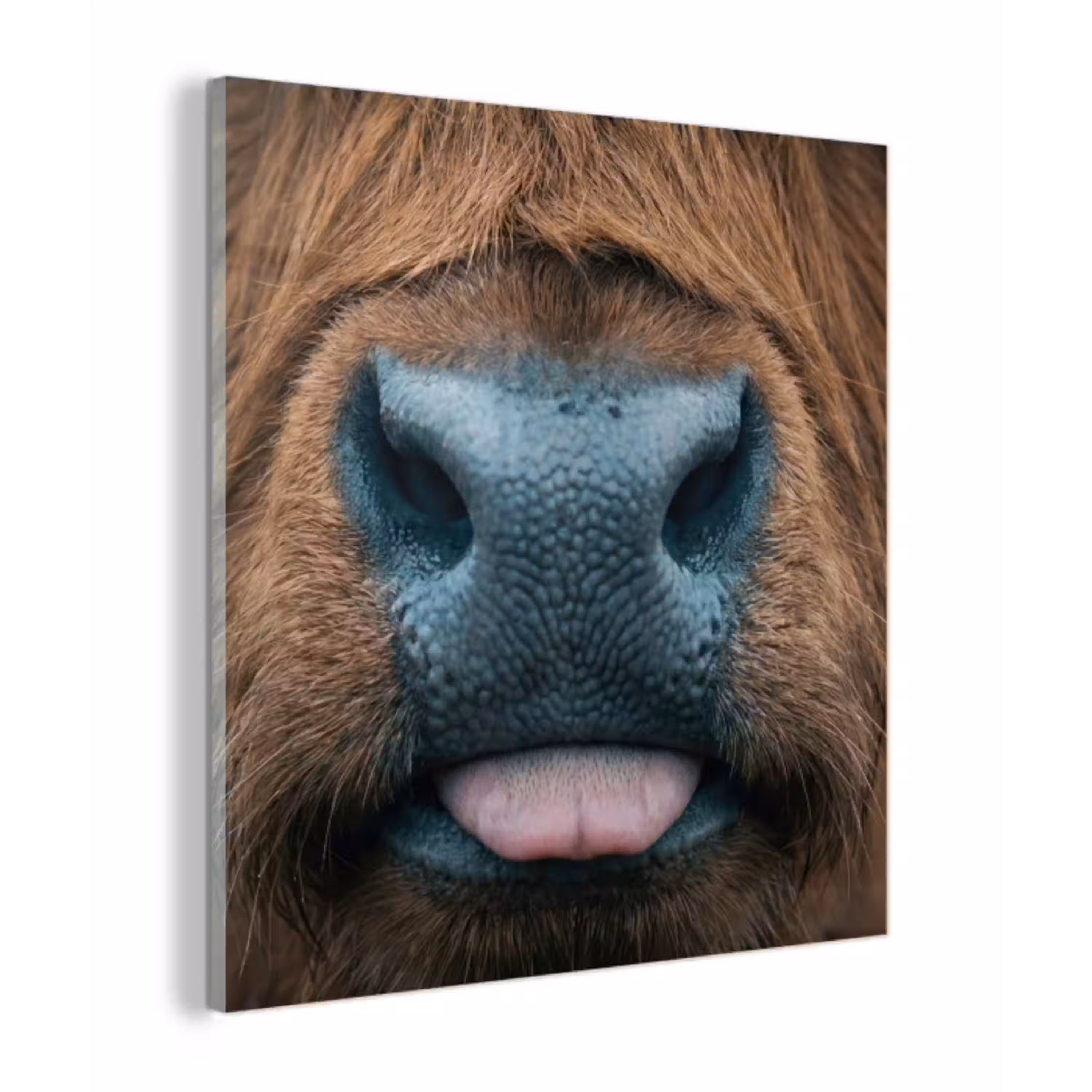 Schotse hooglander - Neus - Bruin plexiglas 5mm klein -z3d