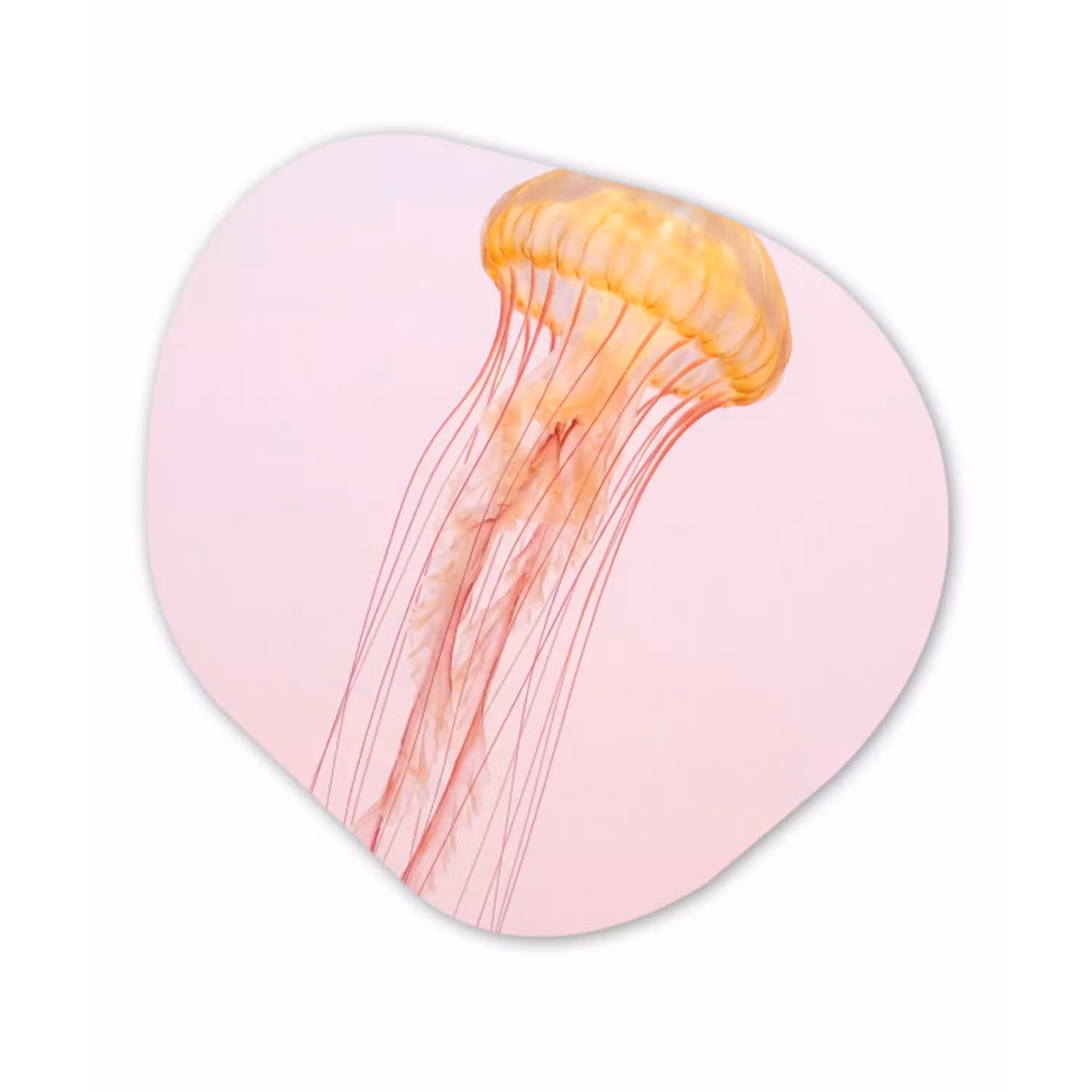 Sierlijk - Kwal - Roze Wandcirkel Organisch Forex 3mm klein -3d