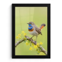 Vogel - Tak - Natuur - Kleurrijk fotolijst zwart zonder passe partout klein -3d