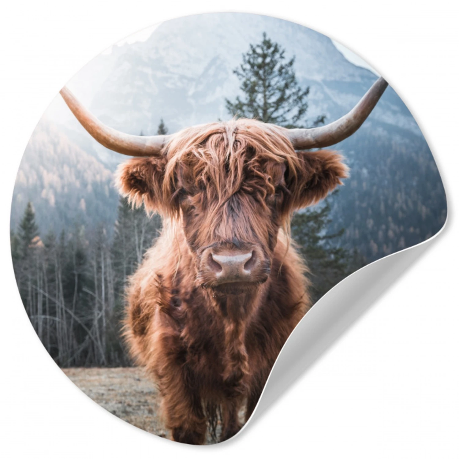 Schotse hooglander - Koe - Dieren - Berg - Natuur Wandcirkel behangsticker klein -3d
