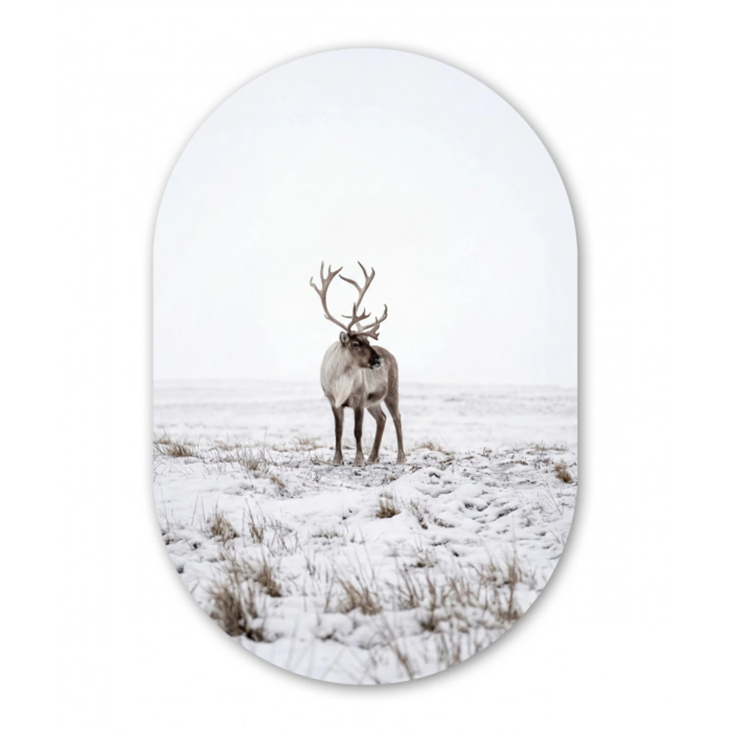 Rendier - Gewei - Sneeuw - Winter Wandcirkel Ovaal Aluminium middel -3d