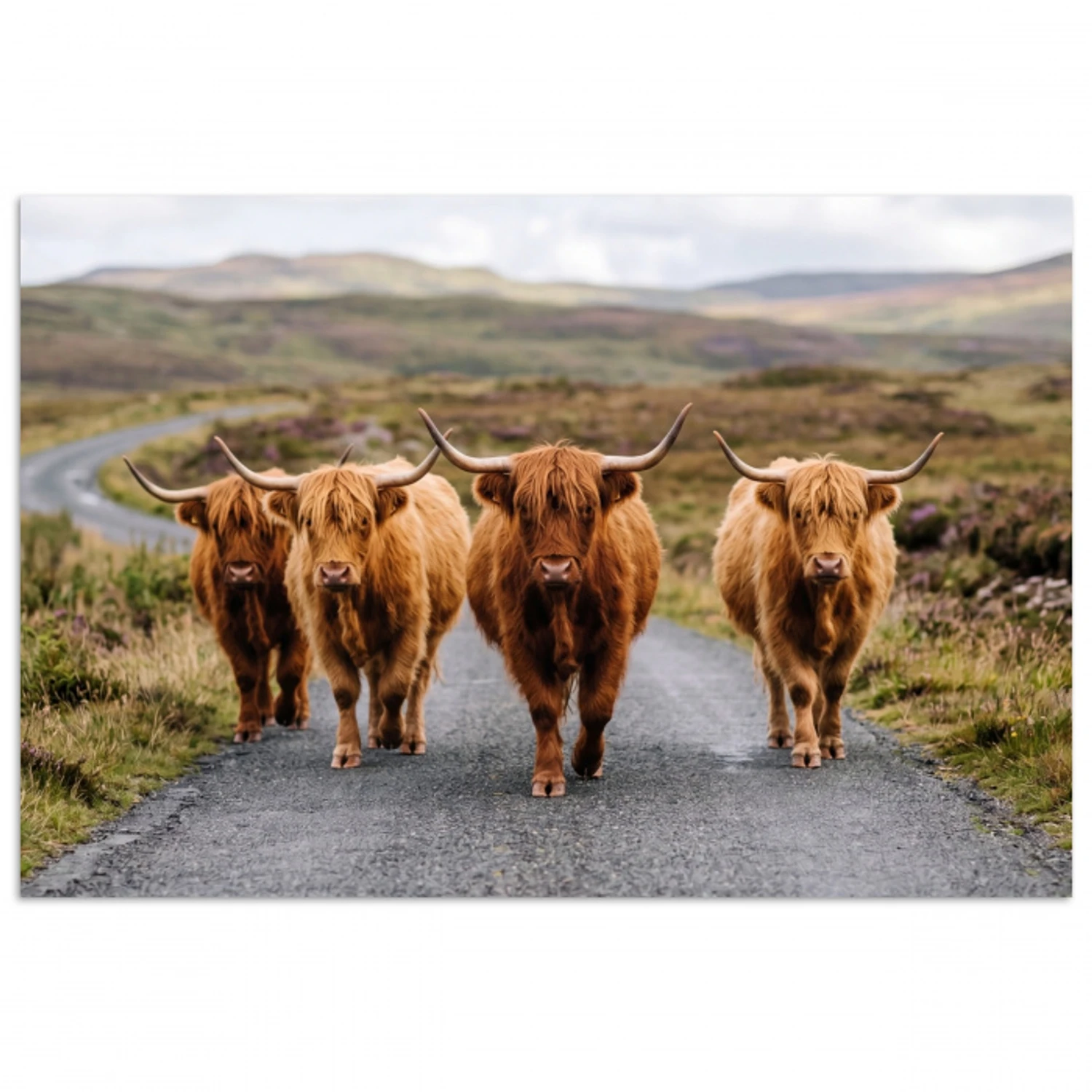Schotse Hooglanders - Weg - Landschap - Kudde poster papier klein -3d