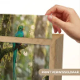 Quetzal - Jungle - Natuur - Groen Light Box met kabel (Kinderlampje) klein -USP_websiteprintNL