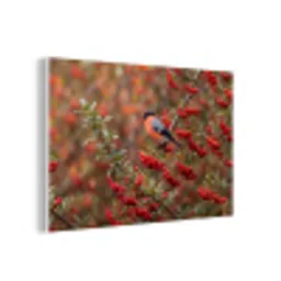 Goudvink - Bessen - Herfst - Natuur - Kleurrijk forex 5mm xxl -3d