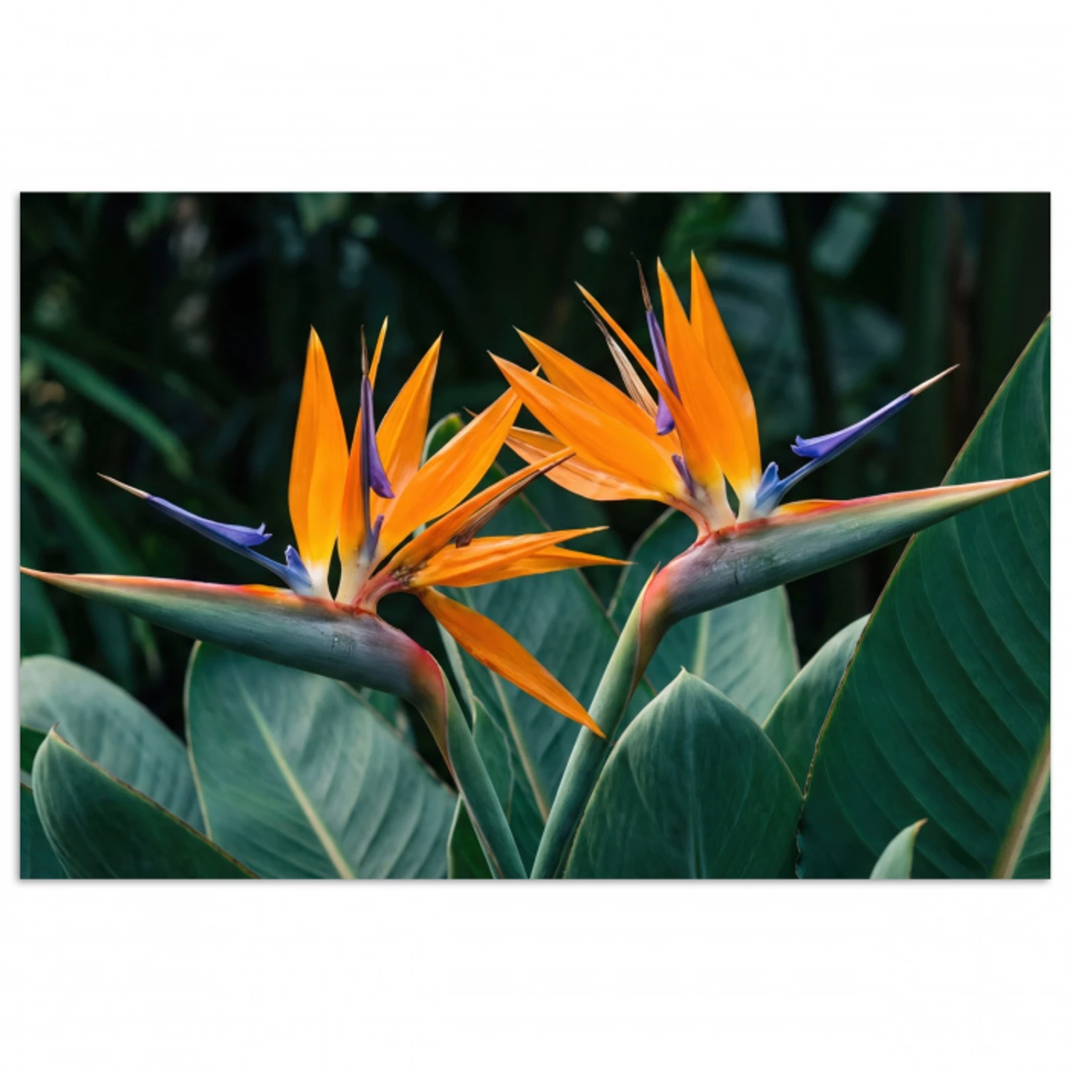 Paradijsvogel - Bloem - Exotisch poster papier klein -3d