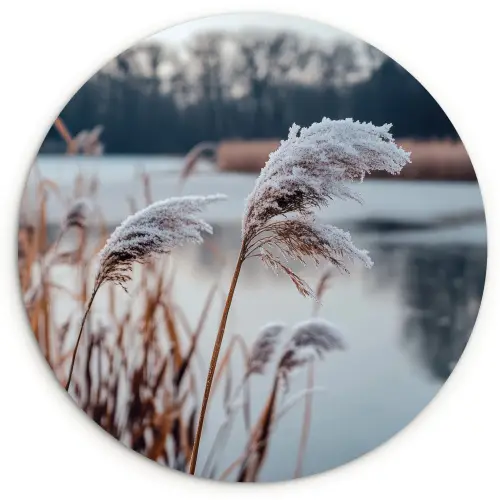 Riet - Gras - Natuur - Winter - Meer Wandcirkel kunststof plaat 5mm dik klein -3d