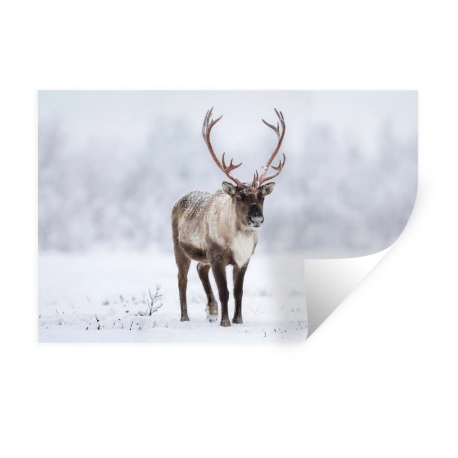 Rendier - Gewei - Toendra - Sneeuw - Wild Muursticker klein -3d