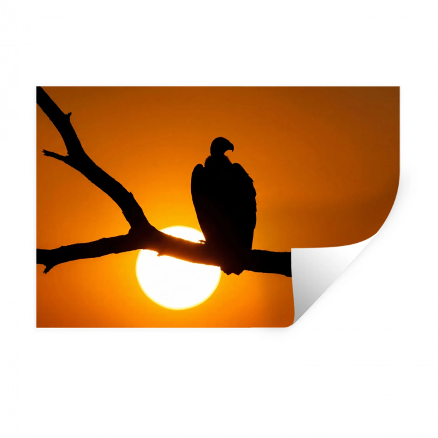Gier - Tak - Zon - Oranje Muursticker klein -3d