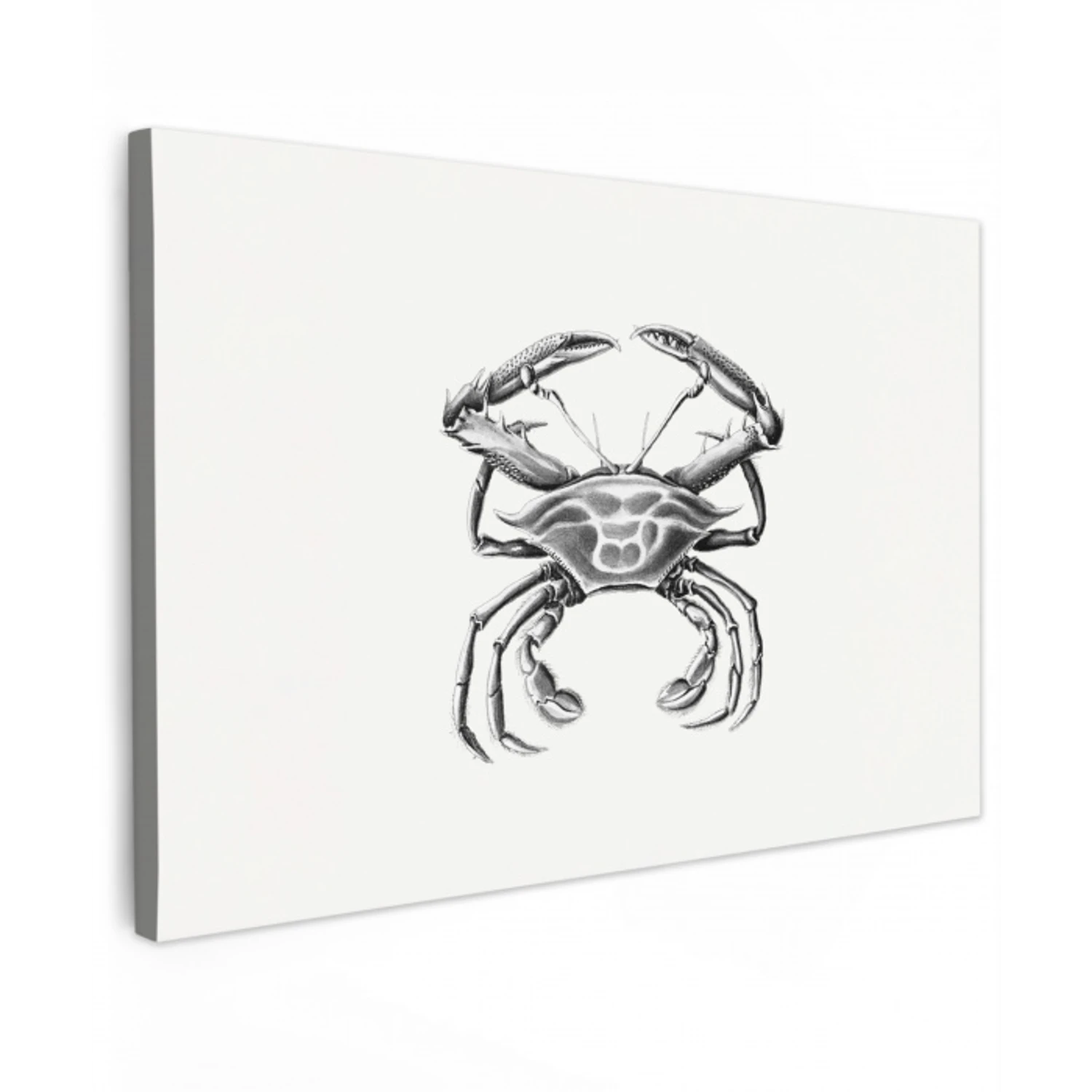 Ernst Haeckel - Vintage - Kunst - Krab canvas 2cm klein -z3d