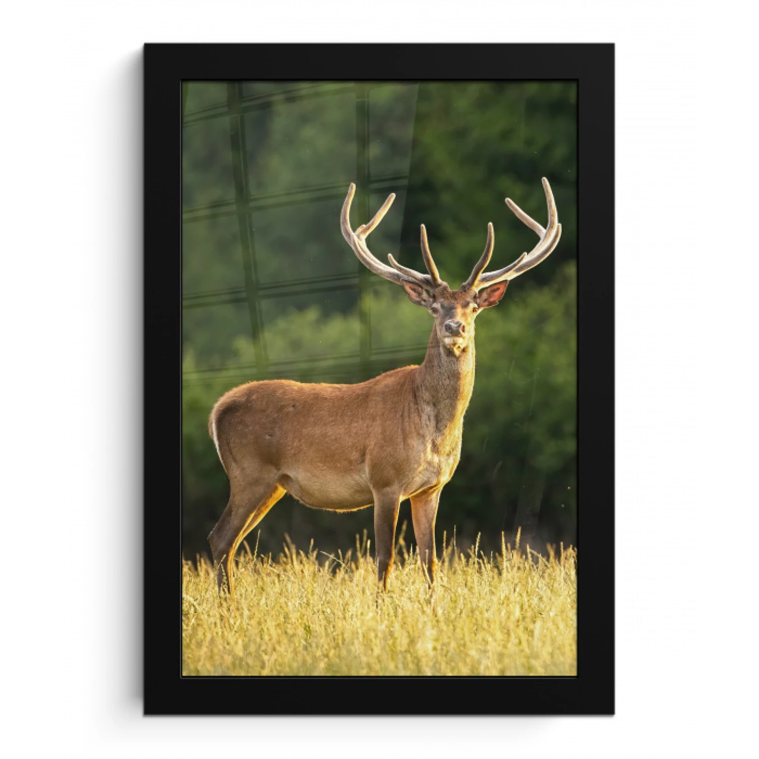 Hert - Gewei - Gras - Natuur - Dieren - Groen fotolijst zwart zonder passe partout klein -3d