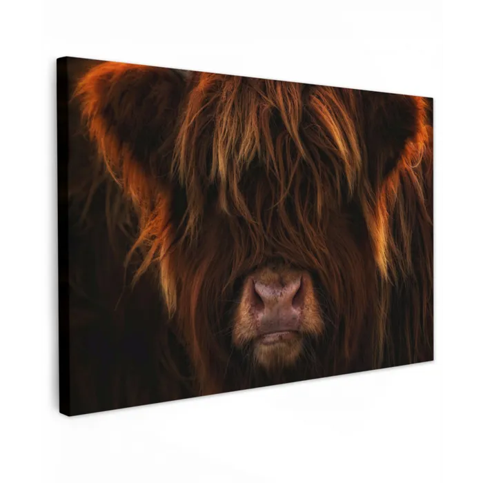 Schotse Hooglander - Koe - Portret - Dieren canvas 2cm klein -z3d