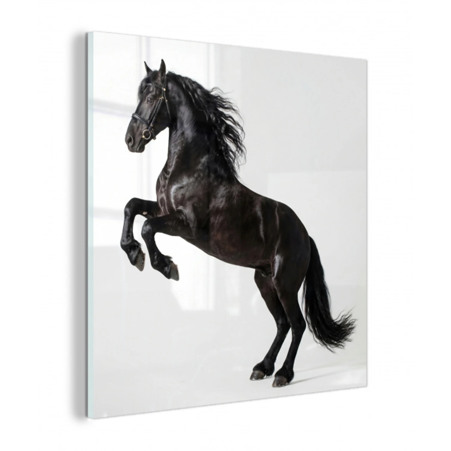Zwart - Paard - Portret plexiglas 5mm klein -z3d
