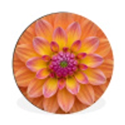 Dahlia - Bloem - Oranje Wandcirkel aluminium klein -3d