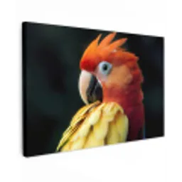 Close-up - Papegaai - Veren - Oranje Tuinposter op houten frame 2 cm dik klein -3d