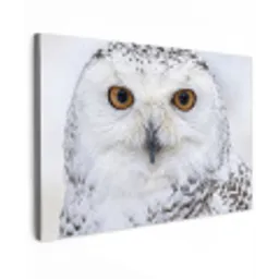 Sneeuwuil - Oog - Wildlife - Wit canvas 2cm klein -z3d