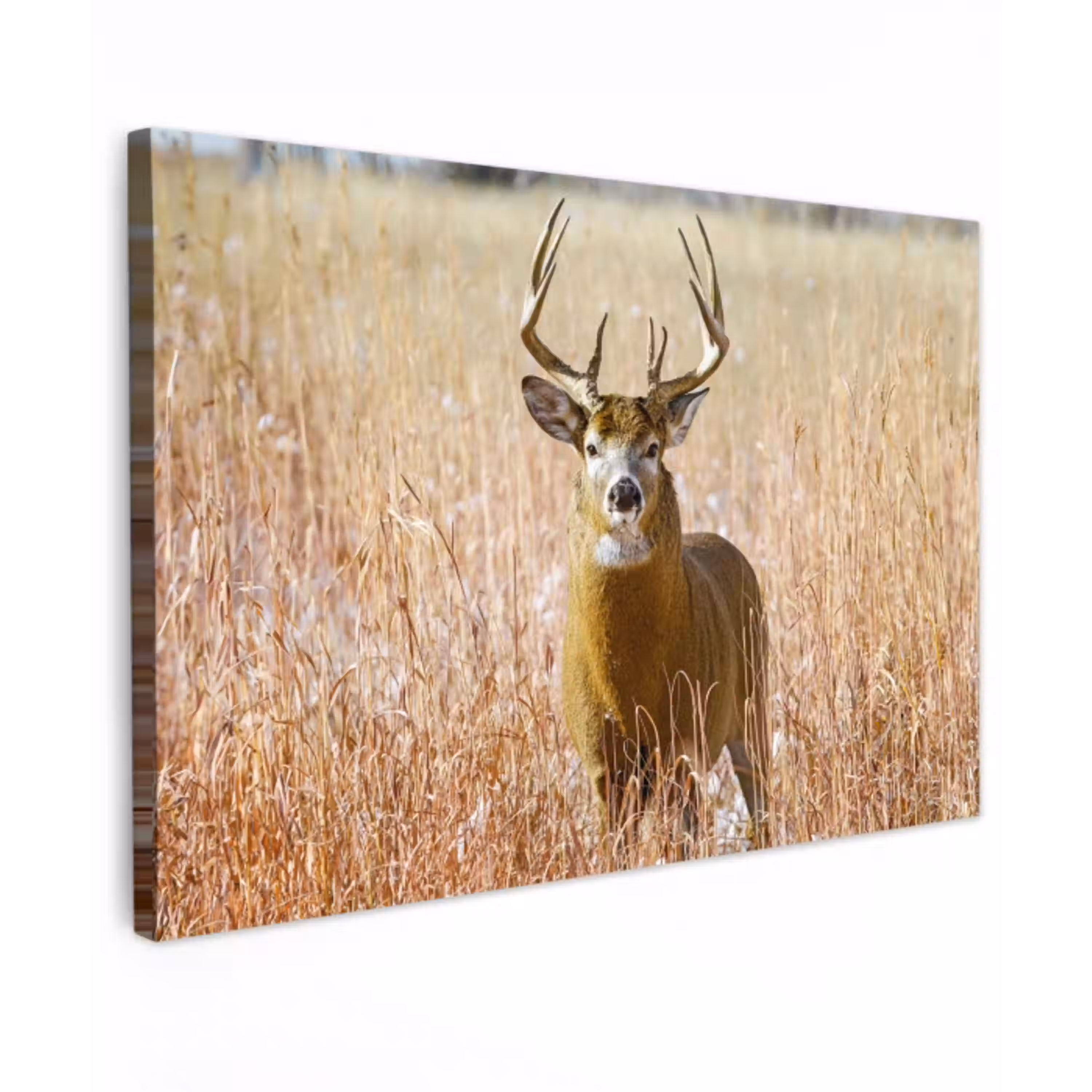 Hert - Gras - Herfst - Dieren - Natuur - Gewei canvas 2cm klein -z3d
