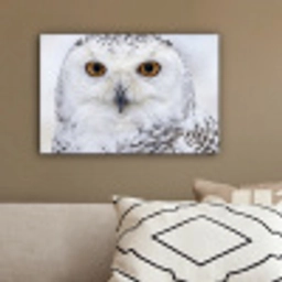 Sneeuwuil - Oog - Wildlife - Wit canvas 2cm klein -sfeer3