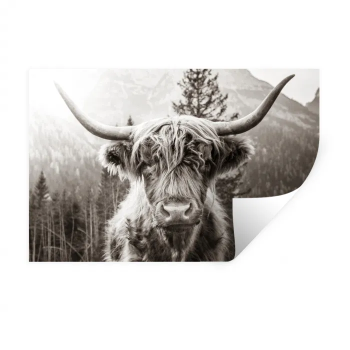 Schotse hooglander - Koe - Dieren - Zwart - Wit Muursticker klein -3d
