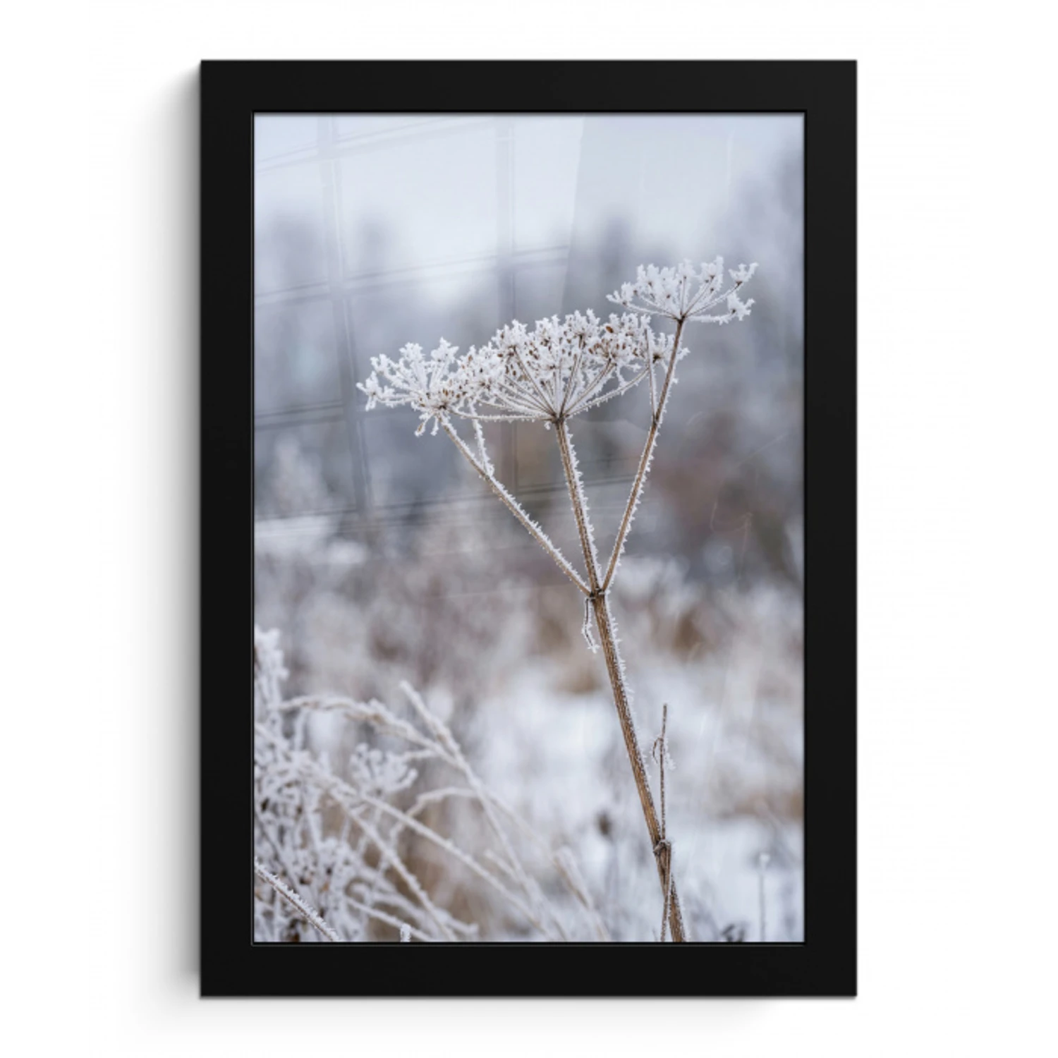 Schermbloem - Rijp - Kristallen - Winter - Delicaat fotolijst zwart zonder passe partout klein -3d