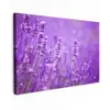 Lavendel - Close-up - Bloemen - Paars canvas 2cm klein -z3d