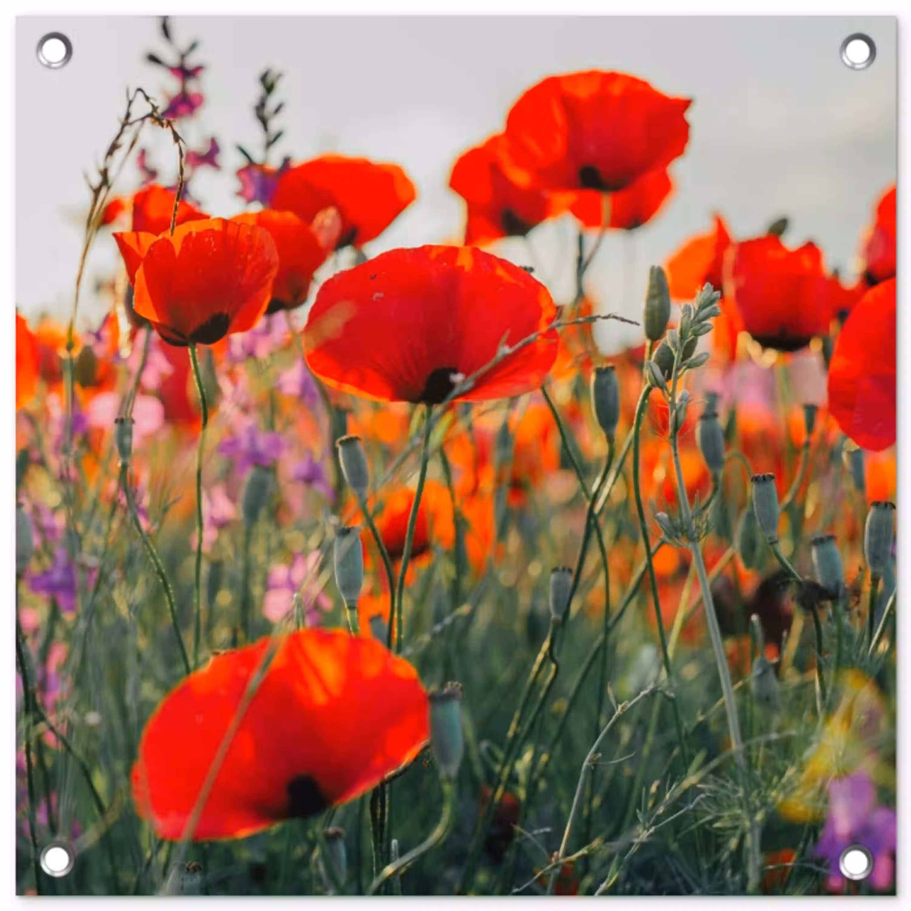 Bloeipracht van Klaprozen tuinposter los doek klein -3d