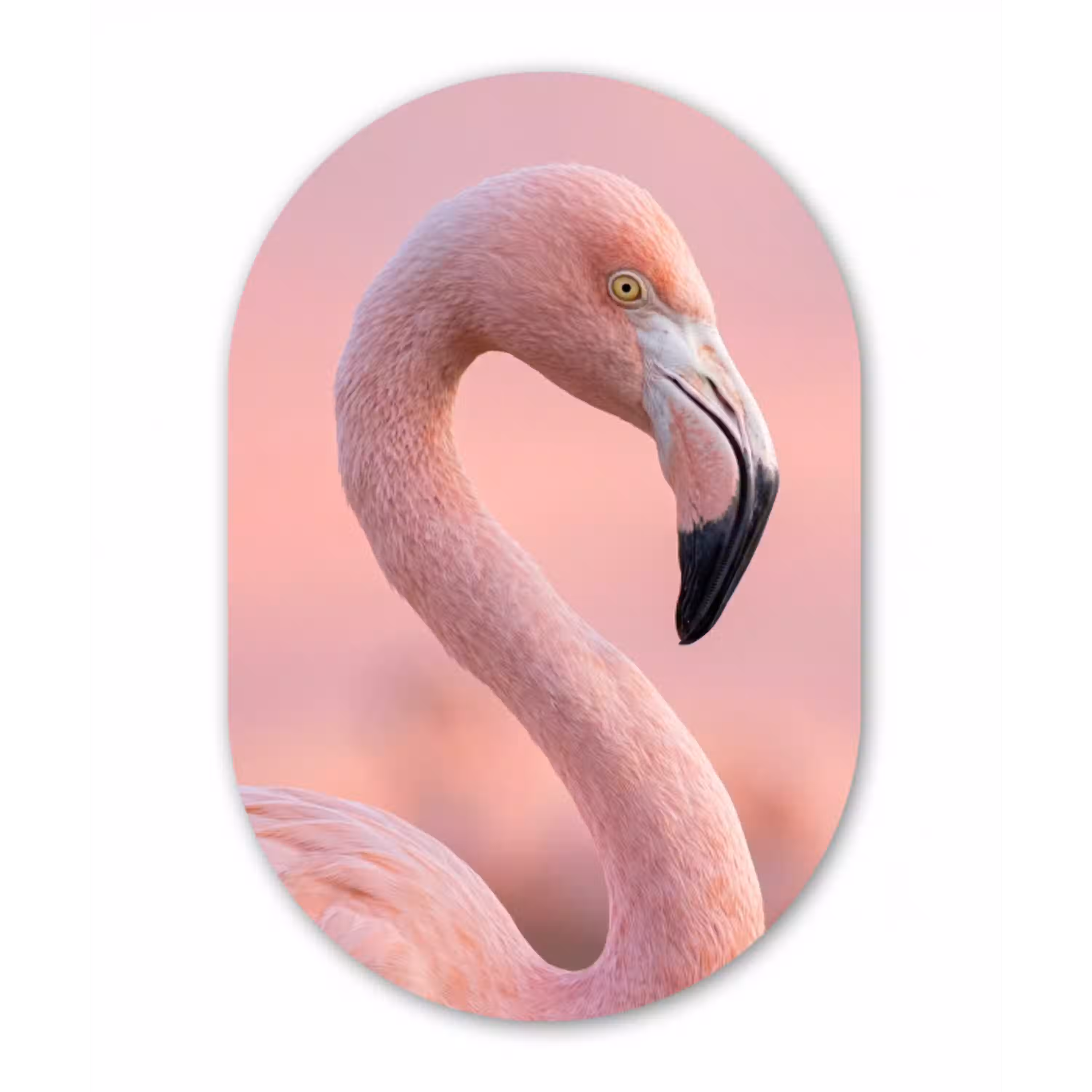 Flamingo - Portret - Roze Wandcirkel Ovaal Aluminium middel -3d