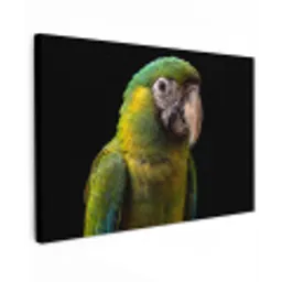 Ara - Portret - Groen canvas 2cm klein -z3d