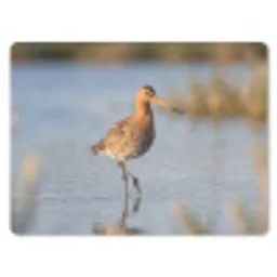 Vogel - Steltloper - Water - Natuur muismat rubber klein -3d