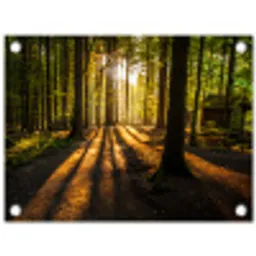 Avondlicht in het bos tuinposter los doek klein -3d