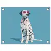 Dalmatiër - Zonnebril - Blauw tuinposter los doek klein -3d