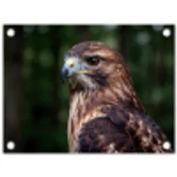 Buizerd - Roofvogel - Natuur - Bruin tuinposter los doek klein -3d