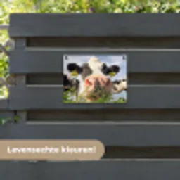 Nieuwsgierige koe in close-up tuinposter los doek klein -sfeer3