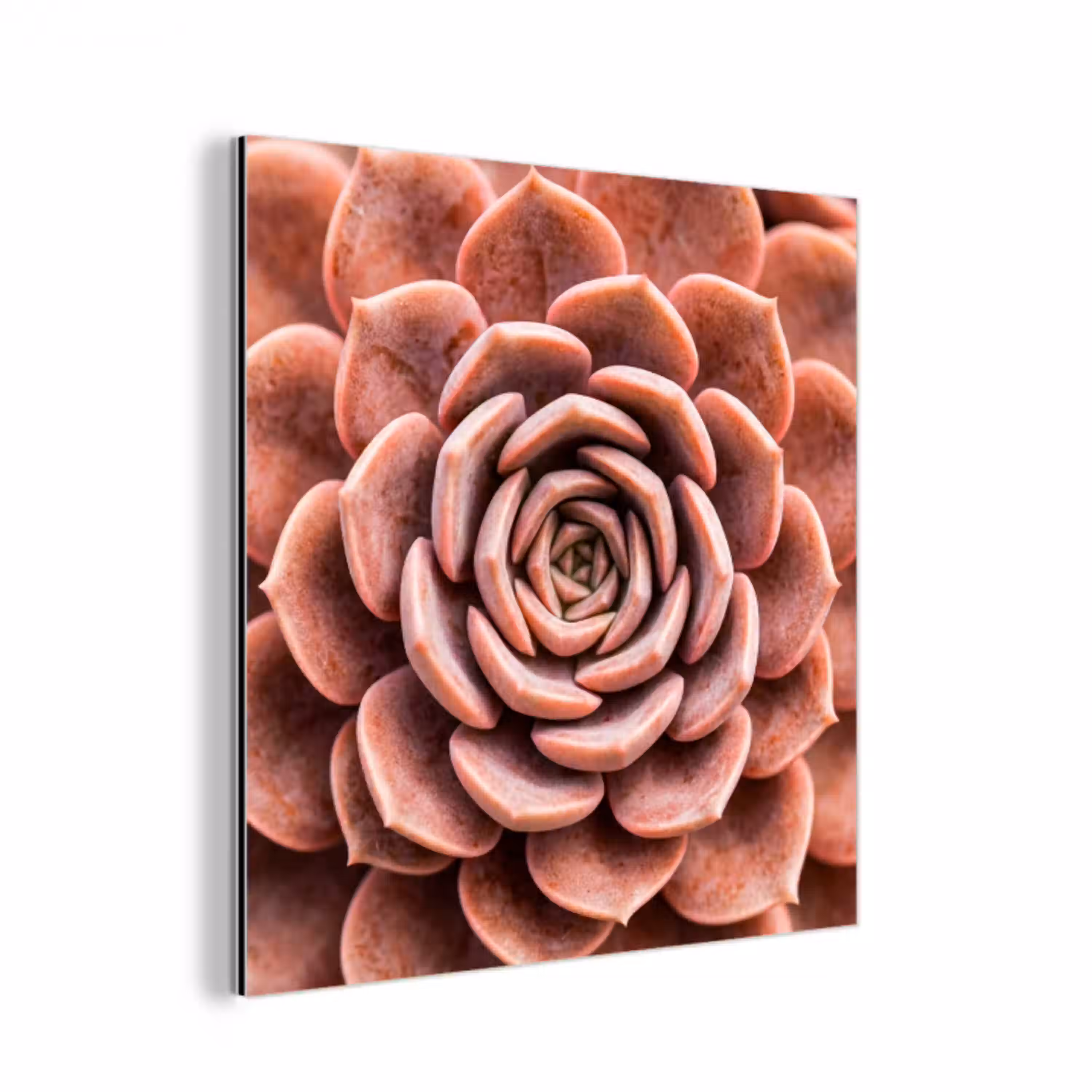 Vetplant - Organisch - Roze aluminium wit klein -3d