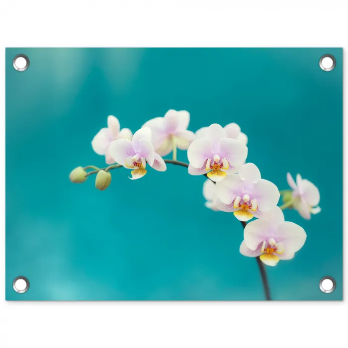 Orchidee - Bloemen - Plant - Wit - Paars tuinposter los doek klein -3d
