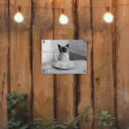 Kat - Siamees - Zwart Wit - Schattig - Dieren tuinposter los doek klein -sfeer1