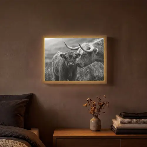 Schotse hooglander - Kalf - Zwart - Wit Light Box met batterij (Wandlamp) middel -sfeer4