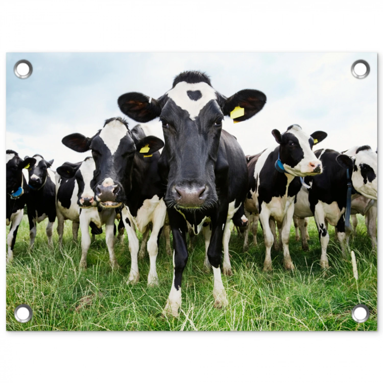 Nieuwsgierige koeien tuinposter los doek klein -3d