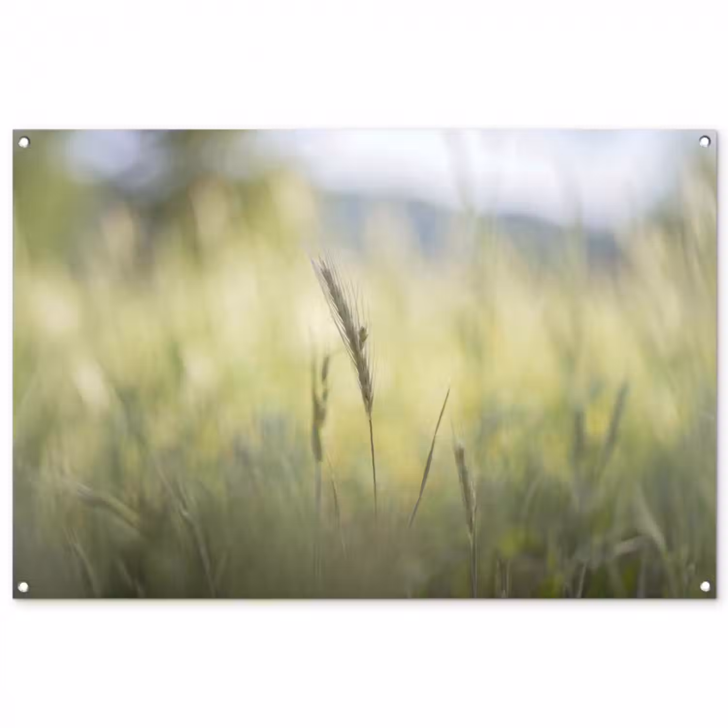 Gartenposter - Getreide – Ähre – Natur – Grün – Detail