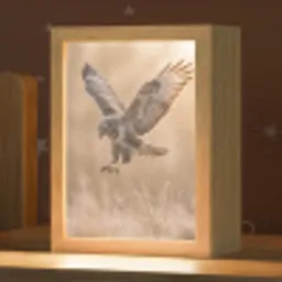 Buizerd - Roofvogel - Natuur - Bruin Light Box met kabel (Kinderlampje) klein -zzz_3d_website
