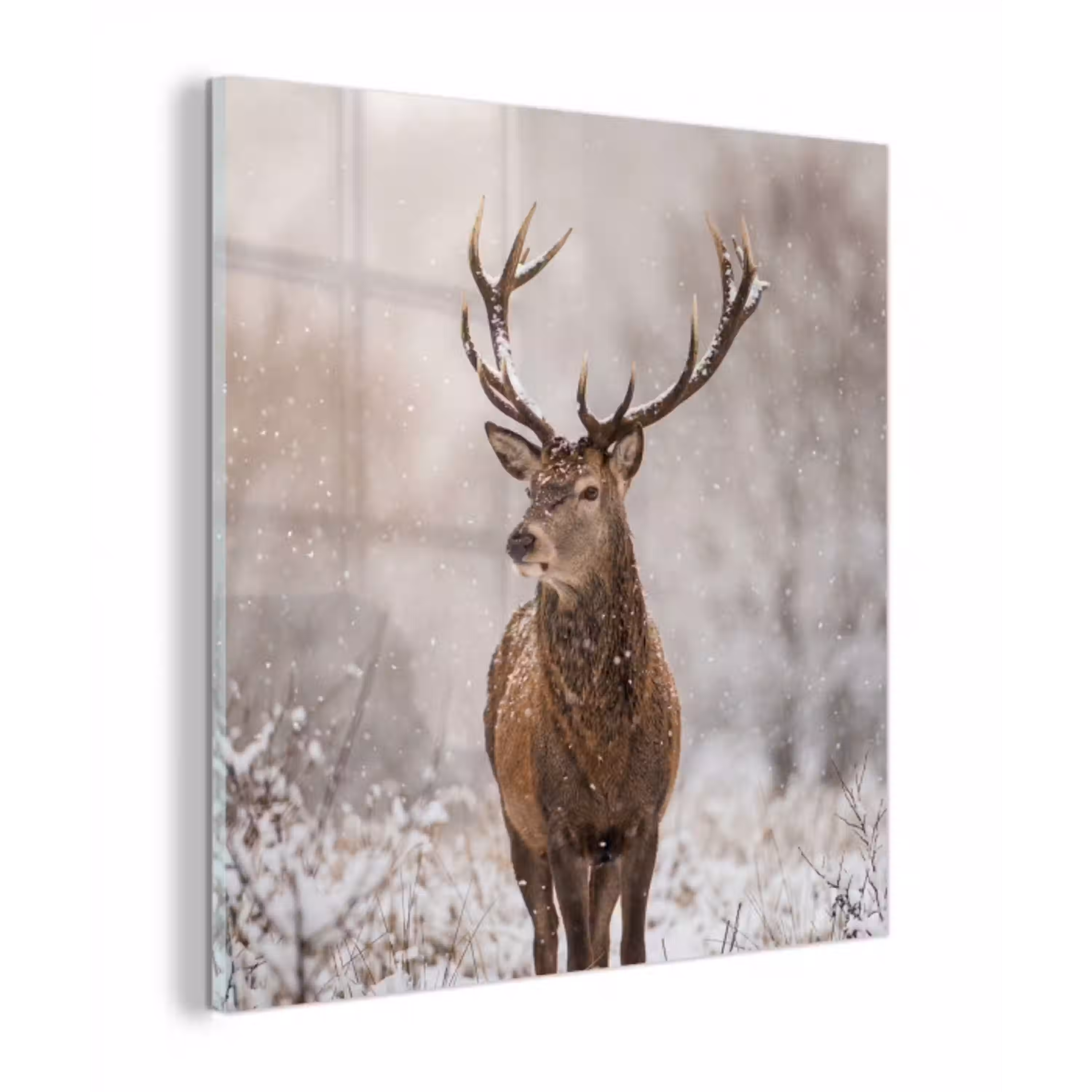 Edelhert - Bos - Sneeuw - Winter - Majestueus plexiglas 5mm klein -z3d
