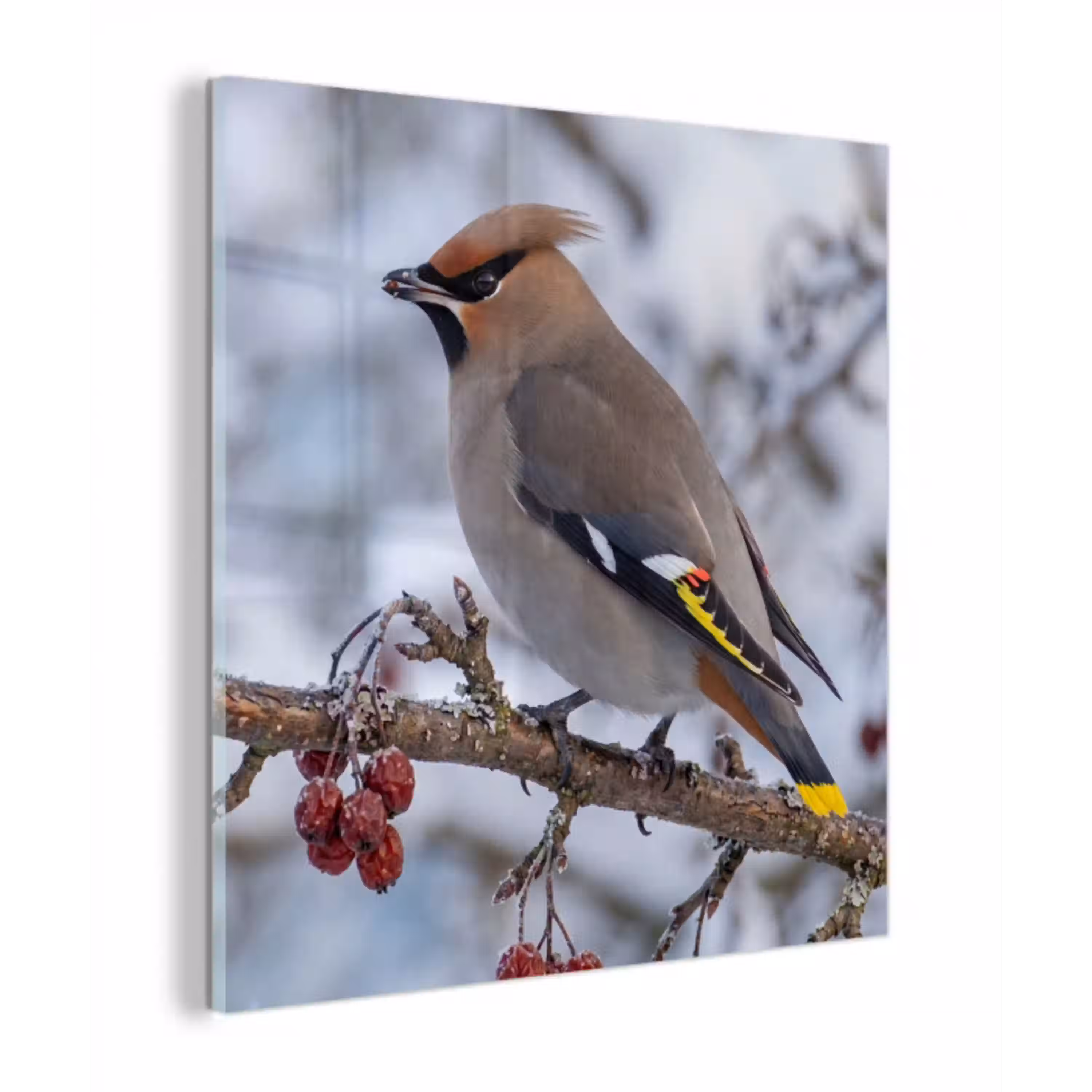 Pestvogel - Bessen - Winter - Natuur plexiglas 5mm klein -z3d