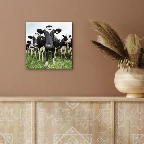 Koeien - Gras - Lente - Dieren - Weiland - Boerderij aluminium wit klein -sfeer4