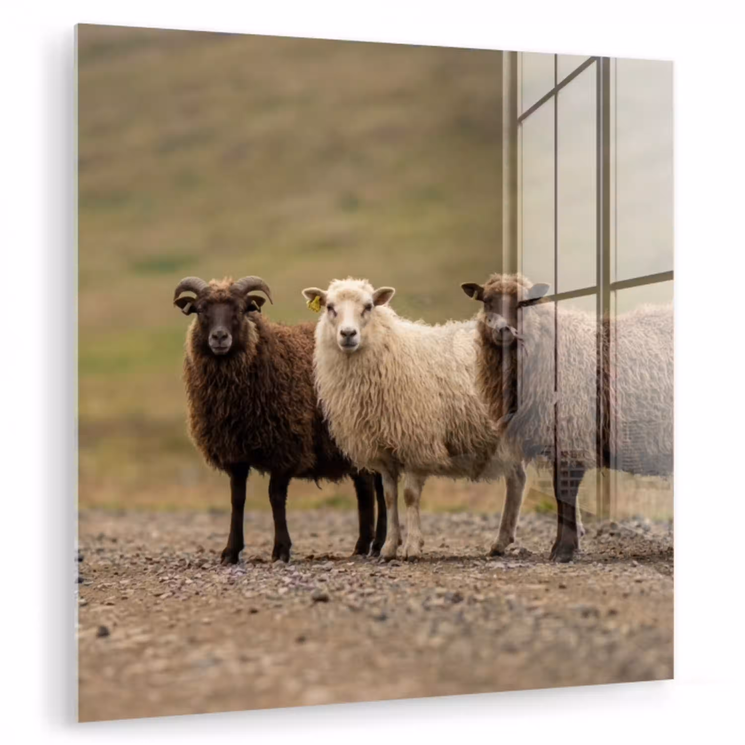 Schapen - Bruin - Wit - Grindpad plexiglas 5mm klein -zzzproduct_nieuw
