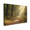Zonlicht - Bospad - Bomen Tuinposter op houten frame 2 cm dik klein -3d