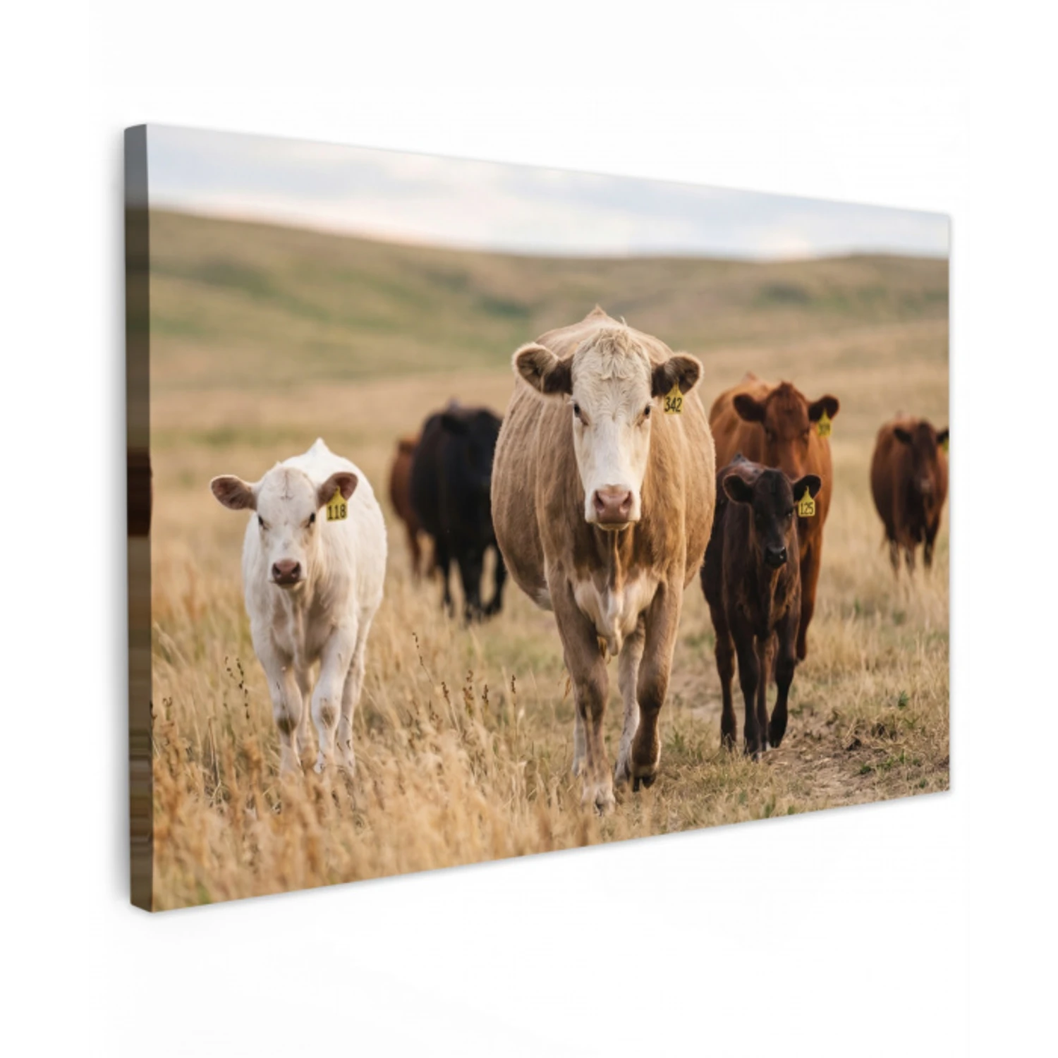 Runderen - Kudde - Landschap - Weide - Rustig canvas 2cm klein -z3d
