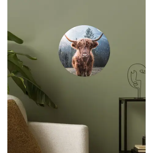 Schotse hooglander - Koe - Dieren - Berg - Natuur Wandcirkel behangsticker klein -sfeer2