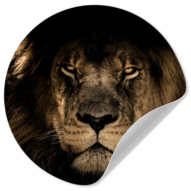 Leeuw - Dieren - Zwart - Portret Wandcirkel behangsticker klein -3d